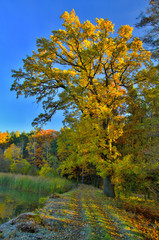 Autumn trees. Country side. Pond.
