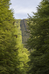 Fichtenwald Monokultur