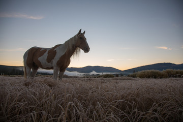 Horse in Field of Yellowstone