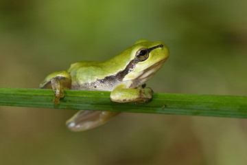 The European tree frog Hyla arborea is a small tree frog found in Europe, Asia and part of Africa. 