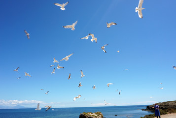 Hombre arriba en la montaña en lo alto del precipicio, tira comida a las gaviotas que vuelan todas juntas a atrapar el pescado