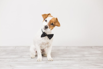 cute young small white dog wearing a black bowtie. Sitting on the floor and looking at the camera.Home and lifestyle, Pets indoors