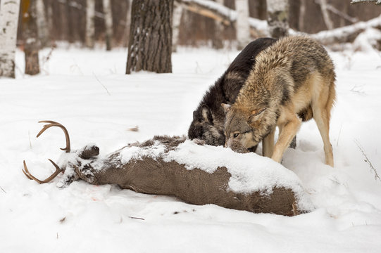 Grey Wolves (Canis lupus) Feed at White-Tail Buck Carcass
