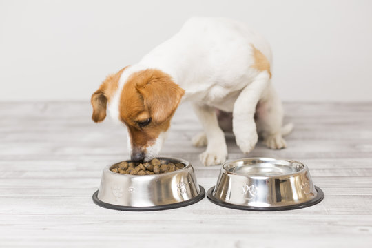 Cute Small Dog Sitting And Eating His Bowl Of Dog Food. Pets Indoors. Food Concept