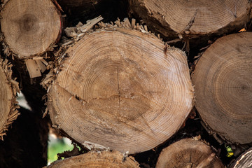 natural wooden texture