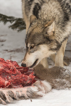 Grey Wolf (Canis lupus) Nibbles Meat Off White-Tail Deer