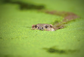 The Eurasian otter (Lutra lutra), also known as the European otter, Eurasian river otter, common otter, and Old World otter, is a semiaquatic mammal. Hunter. Fish hunter. 