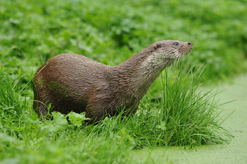 The Eurasian otter (Lutra lutra), also known as the European otter, Eurasian river otter, common otter, and Old World otter, is a semiaquatic mammal. Hunter. Fish hunter. 