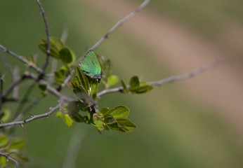 a green butterfly
