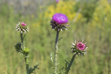 Wild flower in Patagonia, Argentina