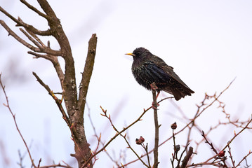 Common starling (Sturnus vulgaris)