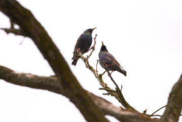 Common starling (Sturnus vulgaris)