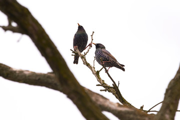Common starling (Sturnus vulgaris)