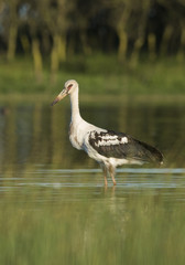 Maguari Stork, Argentina