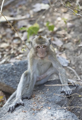 Fototapeta premium Affe