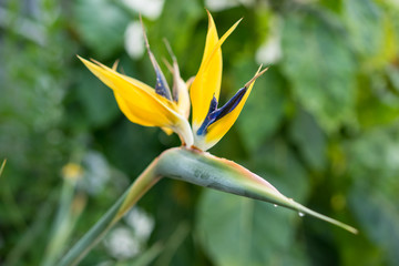 Plakat golden mandela plant or paradise bird flower, strelitzia reginae