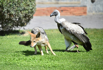 buitre y coyote