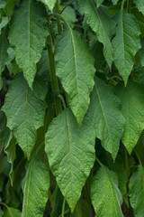 leaves of engels trumpet, brugmansia solanceae, background pattern