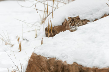 Bobcat (Lynx rufus) Peers Out Between Rocks