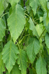leaves of engels trumpet, brugmansia solanceae, background pattern