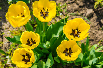 Fototapeta premium A close-up of blossoming yellow tulips in early spring. Beautiful and gentle colors in a rural garden. Shallow depth of focus.