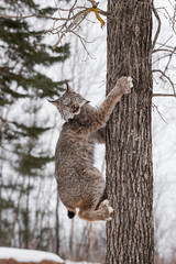 Naklejka premium Canadian Lynx (Lynx canadensis) On Side of Tree
