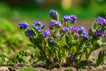 Close-up of Myosotis sylvatica bloom in early spring. Beautiful and tender blue colors in a rural garden. Shallow depth of focus.