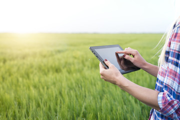 Tablet in the wheat field. Smart agriculture farmer holding electronic in the field. 