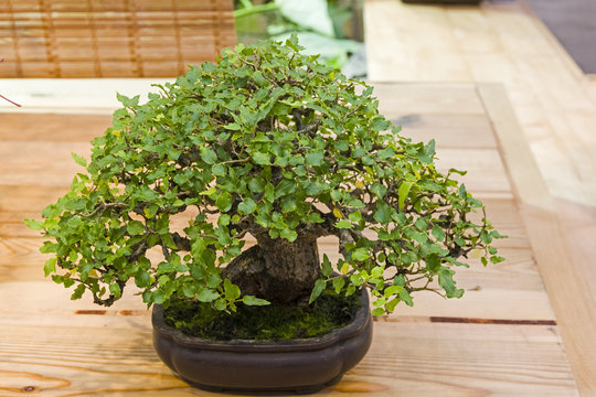 Bonsai tree  - Chinese hackberry