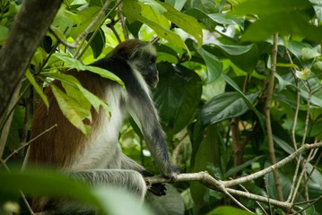 Moneky Red Colobus Animal Mammal Wildlife Jozani Zanzibar Tanzania