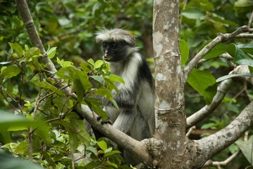 Moneky Red Colobus Animal Mammal Wildlife Jozani Zanzibar Tanzania