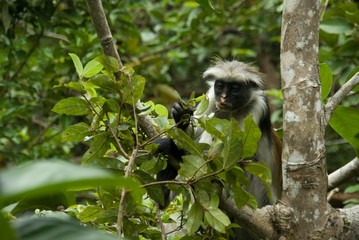 Monkey Red Colobus Animal Mammal Wildlife Jozani Zanzibar