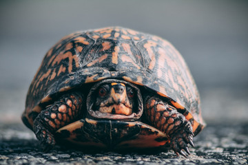Sad turtle on the road