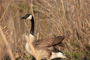 Canada goose nesting