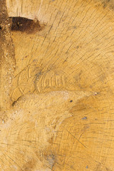 Stump texture on the cut, beautiful wood texture rustic