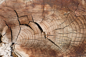 Fototapeta premium Stump texture on the cut, beautiful wood texture rustic