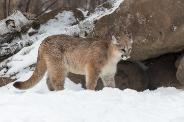 Female Cougar (Puma concolor) Stands Near Den