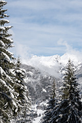 Zwischen den Bäumen