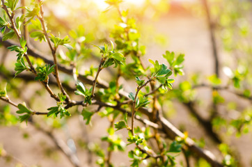 fresh green young branches and currant leaves, the concept of spring, a green bush.
