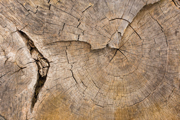 Fototapeta premium Stump texture on the cut, beautiful wood texture rustic