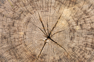 Stump texture on the cut, beautiful wood texture rustic