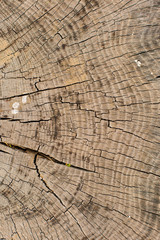 Fototapeta premium Stump texture on the cut, beautiful wood texture rustic