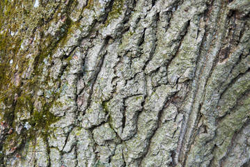 Oak Bark Texture. Tree background. Wood at the park.