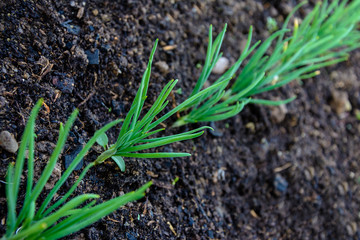 Green young onion planted in the bed and in the greenhouse