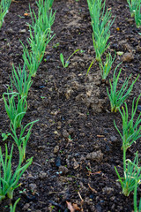 Green young onion planted in the bed and in the greenhouse
