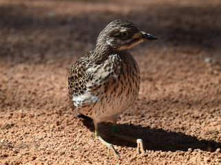 bird