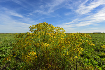 ARGENTINA, Green, LA PAMPA, PATAGONIA,