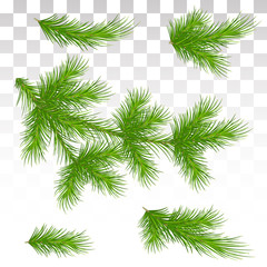 Set of green pine branches. Isolated. Christmas. Decor. The Christmas tree. Vector illustration. Eps 10.