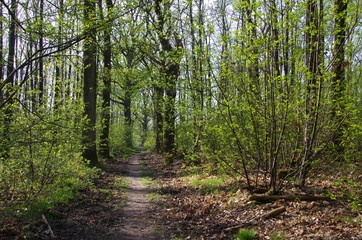 Obraz premium Forest of Montmorency near Paris in France, Europe