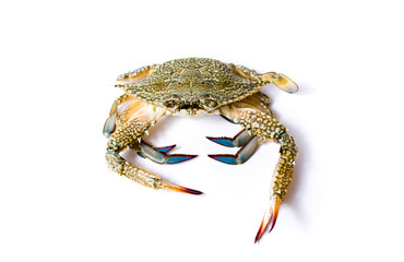 Crab isolated on white background.
